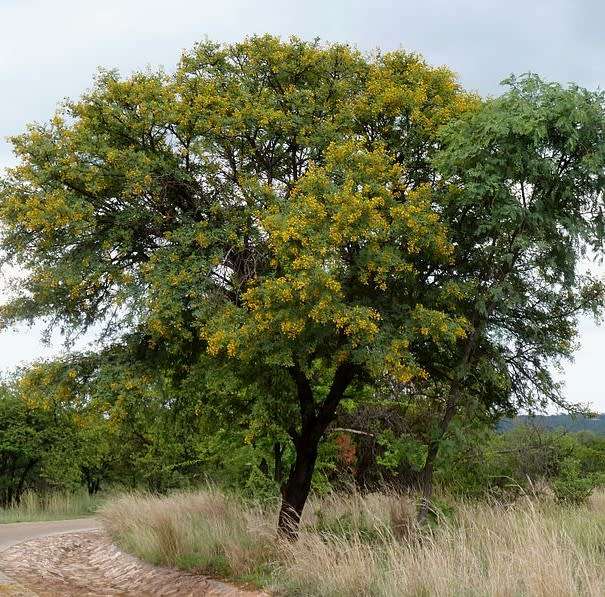 Vachellia  Karoo (Sweet thorn acacia) - 25 seeds