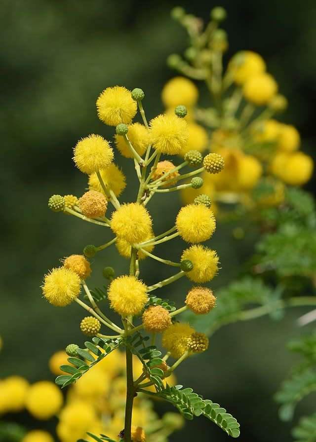 Vachellia  Karoo (Sweet thorn acacia) - 25 seeds