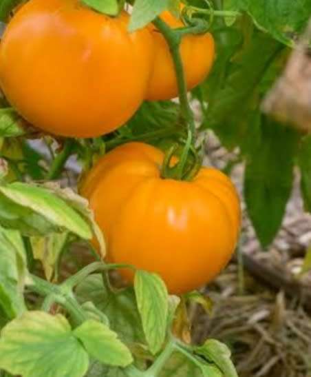 Tomato 'woodie orange' - 25 seeds