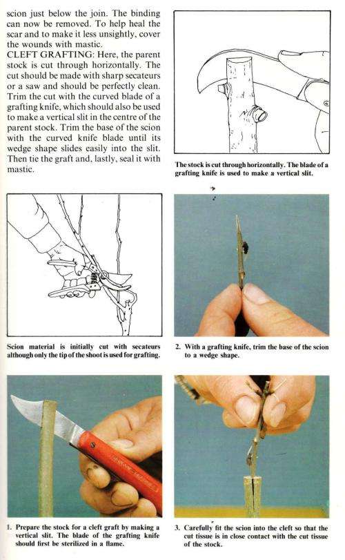 Introducing Bonsai  -  Christian Pessey