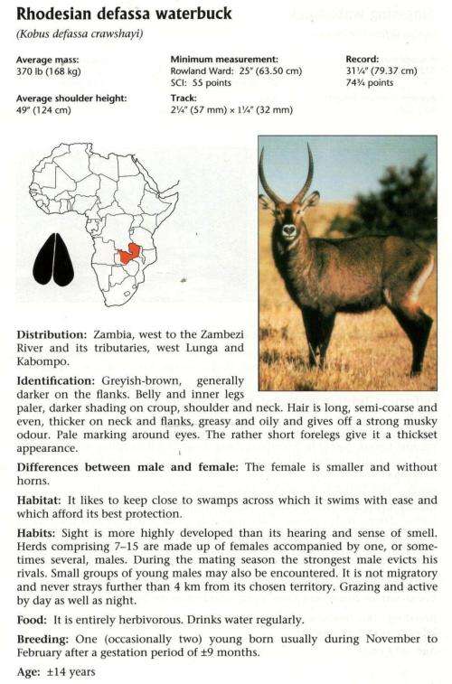 Hunting Africa - A Practical Guide  -  GP Swan DJ Botes PL Smit