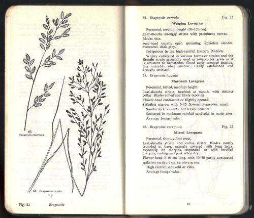 Common Veld Grasses of Rhodesia -