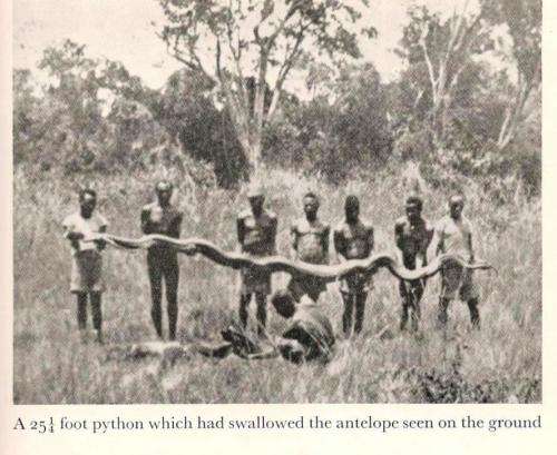 African Buffalo Trails  -  John F Burger