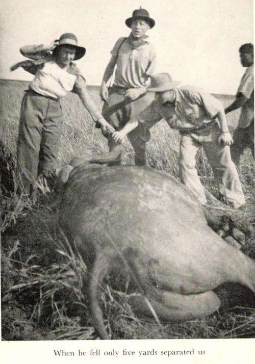African Buffalo Trails  -  John F Burger