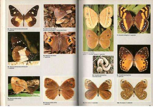 Field Guide Butterflies of Southern Africa  --  Ivor Migdol