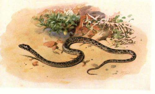 Snakes of Southern Africa  --  Vivian F M Fitzsimons