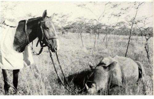 Game Ranger on Horseback  --  Nick Steele