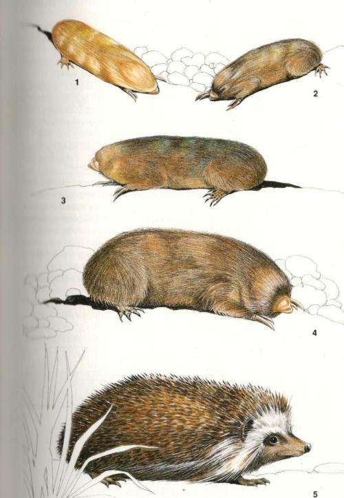 Land Mammals of Southern Africa - A Field Guide  --  Revised Edition  ---  NN Smithers