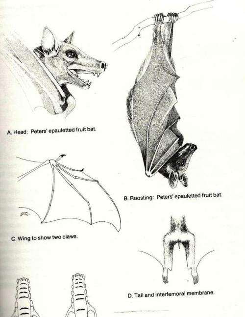 Land Mammals of Southern Africa - A Field Guide  --  Revised Edition  ---  NN Smithers