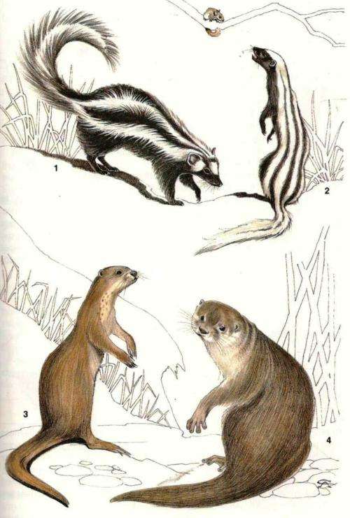 Land Mammals of Southern Africa - A Field Guide  --  Revised Edition  ---  NN Smithers