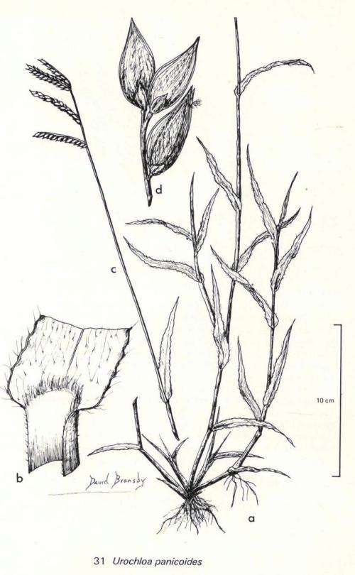 Common Veld and Pasture Grasses of Natal  -- Tainton/Bransby/de V Booysen