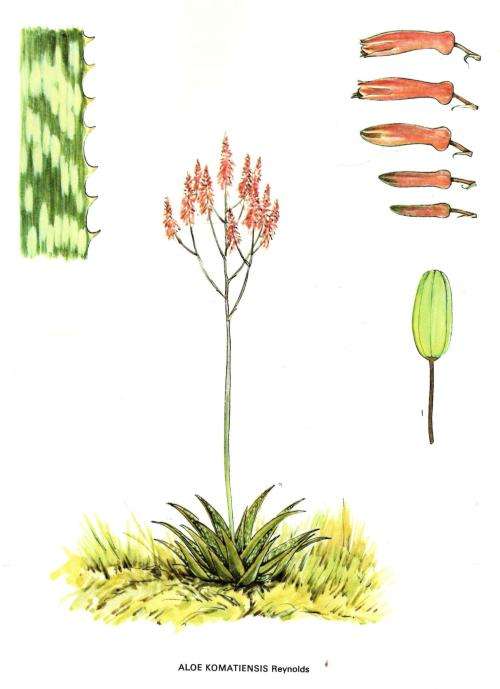 Suid-Afrikaanse Aalwyne  --  Barbara Jeppe