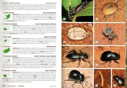 Field Guide to Insects of South Africa -- Picker, Griffiths and Weaving