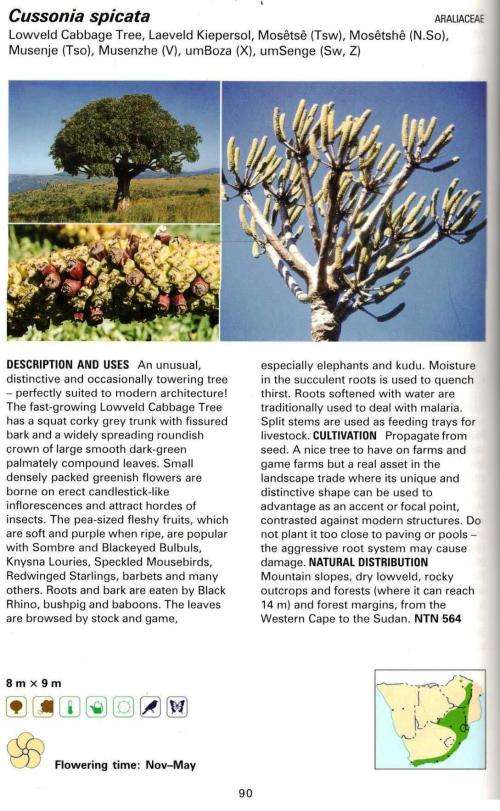 Creative Gardening with Indigenous Plants  -  Pitta Joffe