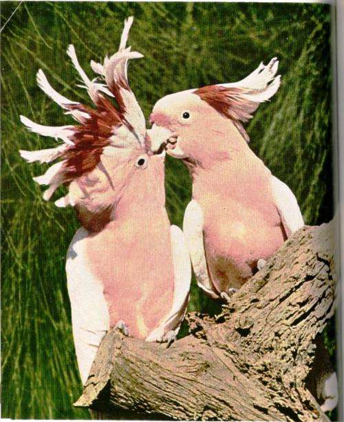 This is the Parrot  -  Karl Piath and Malcolm Davis