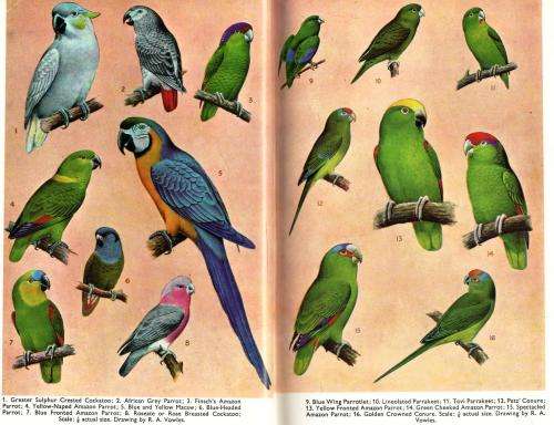 This is the Parrot  -  Karl Piath and Malcolm Davis