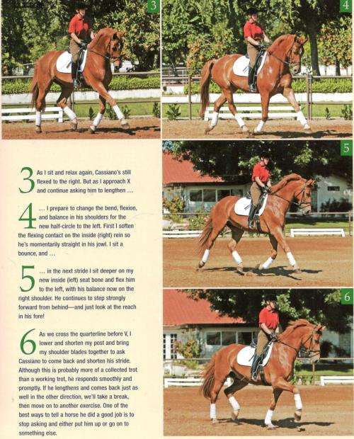16 Gymnastic Exercises for Your Horse  - Build a Better Athlete - Leslie Webb