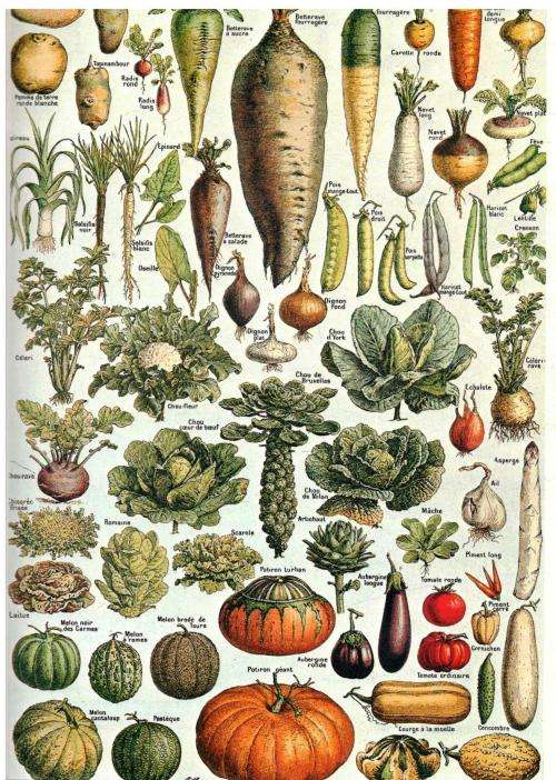 The Power of Plants  --   Brandan Lehane