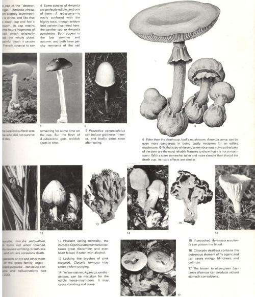 The Power of Plants  --   Brandan Lehane