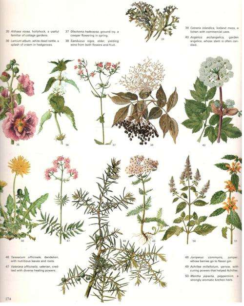 The Power of Plants  --   Brandan Lehane