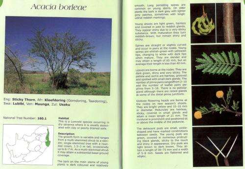 Field Guide to the Acacias of South Africa  -  Nico Smit