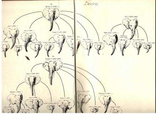 Elephant Memories - Thirteen Years in the Life of an Elephant Family ==  Cynthia Moss