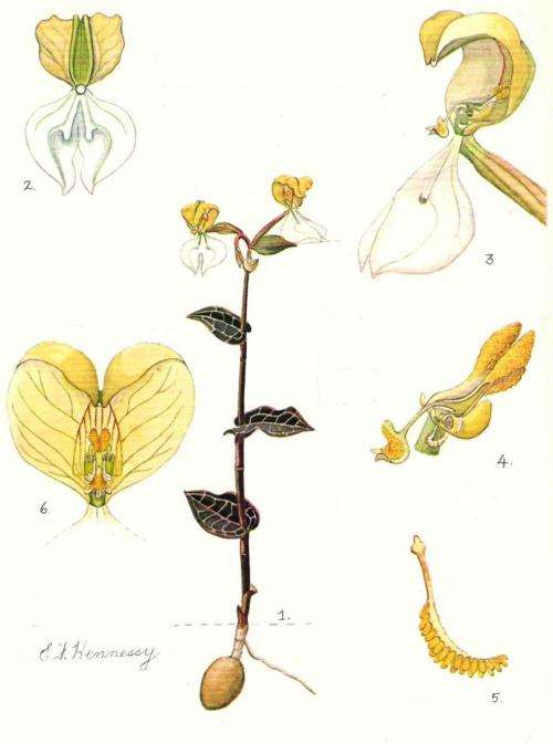 The Flowering Plants of Africa  - Vol 46 - D J B Killick