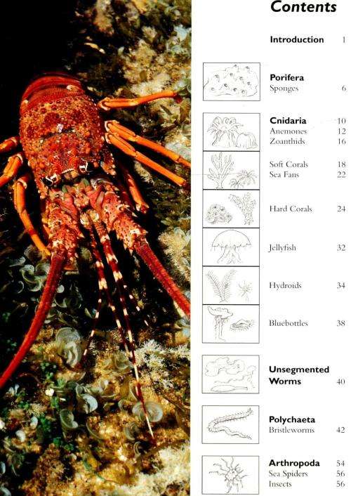Two Oceans - A Guide to the Marine Life of Southern Africa - Branch-Griffiths-Beckley