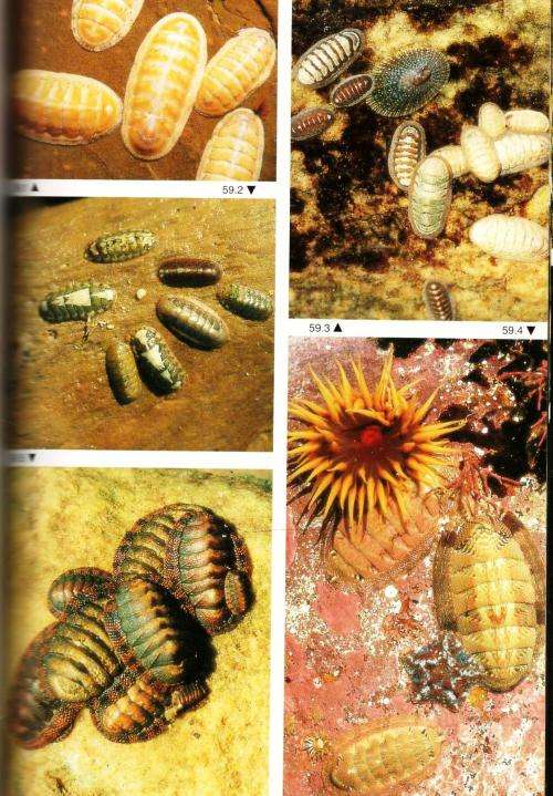 Two Oceans - A Guide to the Marine Life of Southern Africa - Branch-Griffiths-Beckley