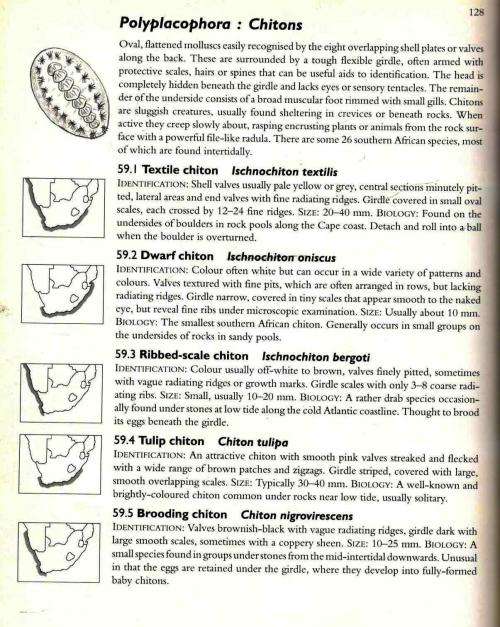 Two Oceans - A Guide to the Marine Life of Southern Africa - Branch-Griffiths-Beckley