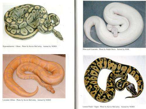 Ball Pythons in Captivity -  Kevin McCurley