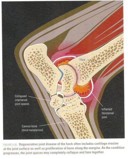 The Comprehensive Guide to Equine Veterinary Medicine  --  Barb Crabble