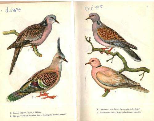 Cage Birds in Colour  --  H F and G Whitherby