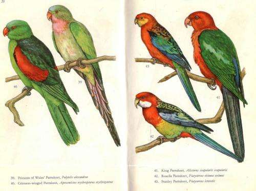Cage Birds in Colour  --  H F and G Whitherby