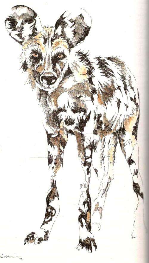 Larger Carnivores of the African Savannas - J du P Bothma and Clive Walker