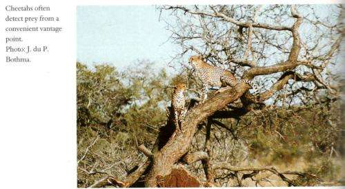 Larger Carnivores of the African Savannas - J du P Bothma and Clive Walker
