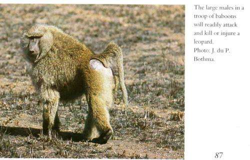 Larger Carnivores of the African Savannas - J du P Bothma and Clive Walker