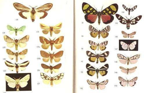 Some Well Known African Moths - Elliot Pinhey - Rhodesian Bundu Series