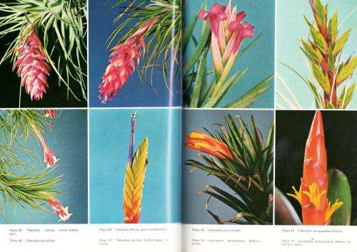The Bromeliad Lexicon  --  Werner Rauh