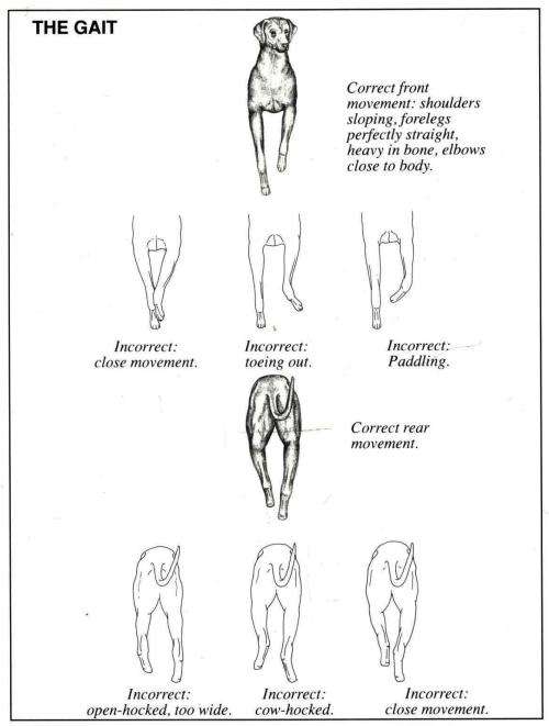 The Complete Rhodesian Ridgeback - Nicholson and Parker