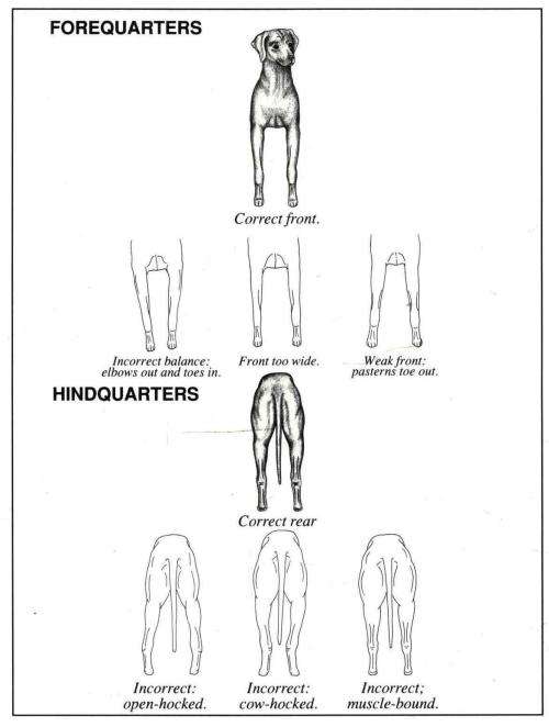 The Complete Rhodesian Ridgeback - Nicholson and Parker