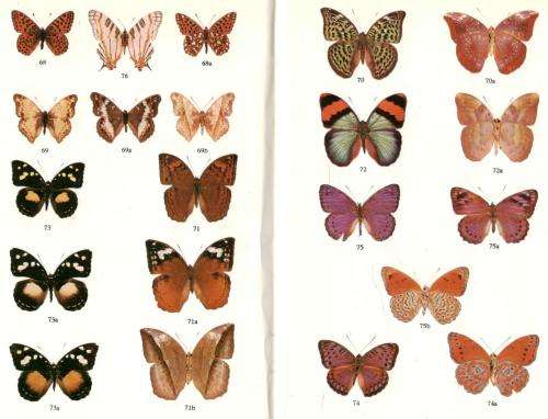 Butterflies of Rhodesia - Bundu Series  - Richard Cooper