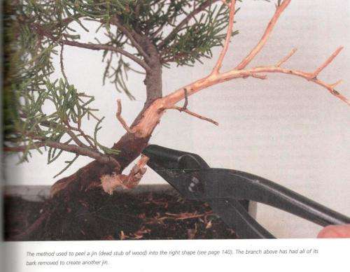 Bonsai Success in Southern Africa  -  Carl Morrow and Keith Kirsten