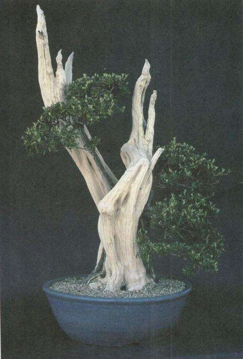 Bonsai Success in Southern Africa  -  Carl Morrow and Keith Kirsten
