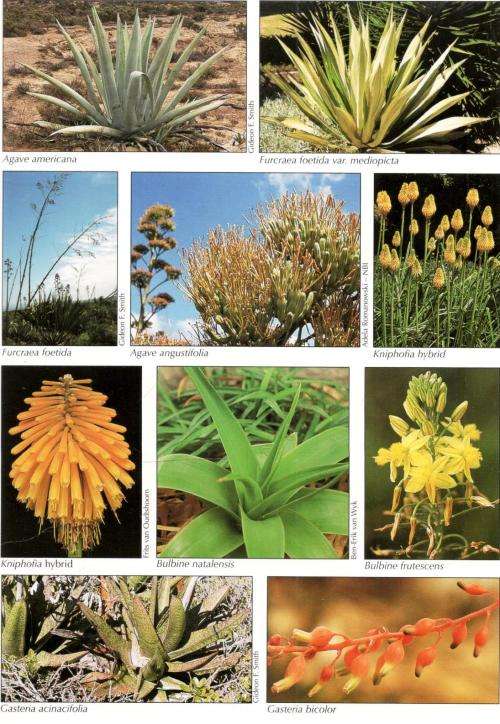 Guide to the Aloes of South Africa  --  Van Wyk and Smith