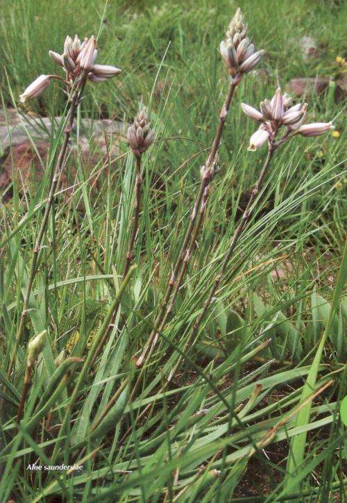 Guide to the Aloes of South Africa  --  Van Wyk and Smith