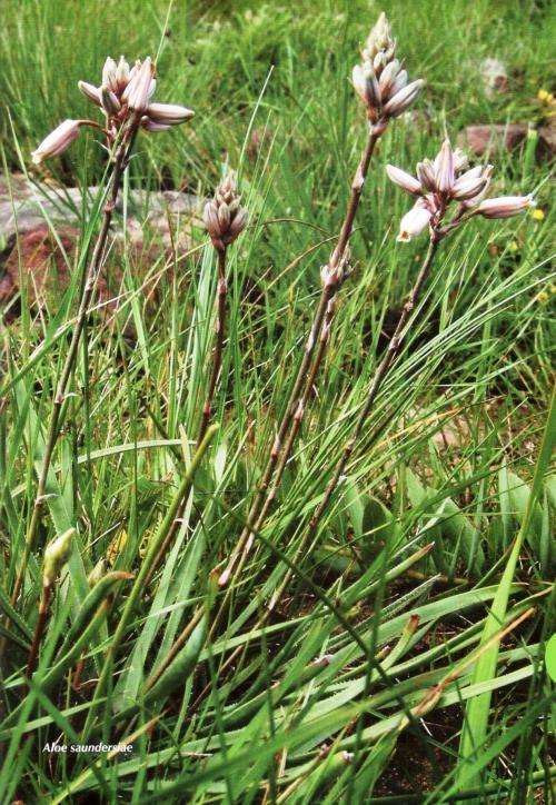 Guide to the Aloes of South Africa  --  Van Wyk and Smith