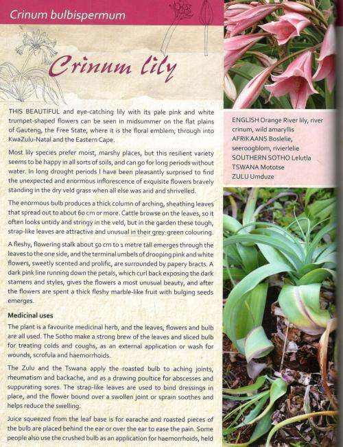 Indigenous Healing Plants  - Margaret Roberts and Sandy Roberts