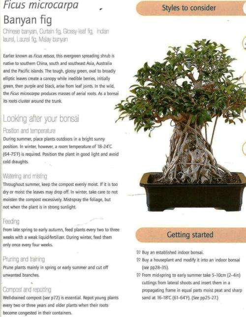 Successful Bonsai -- David Squire