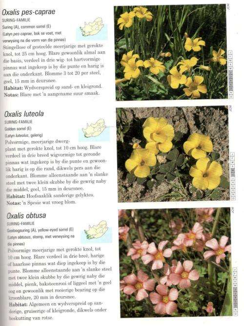 Fotogids tot die Veldblomme van Suid-Afrika  -  John Manning